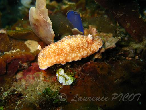 Chromodoris sp.JPG